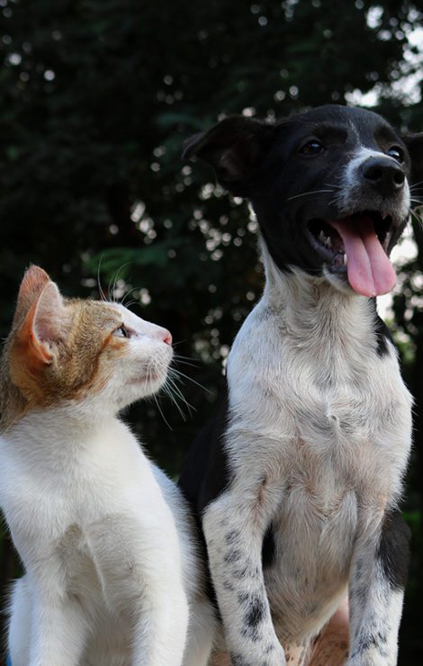 White and tan cat looking up at a dog