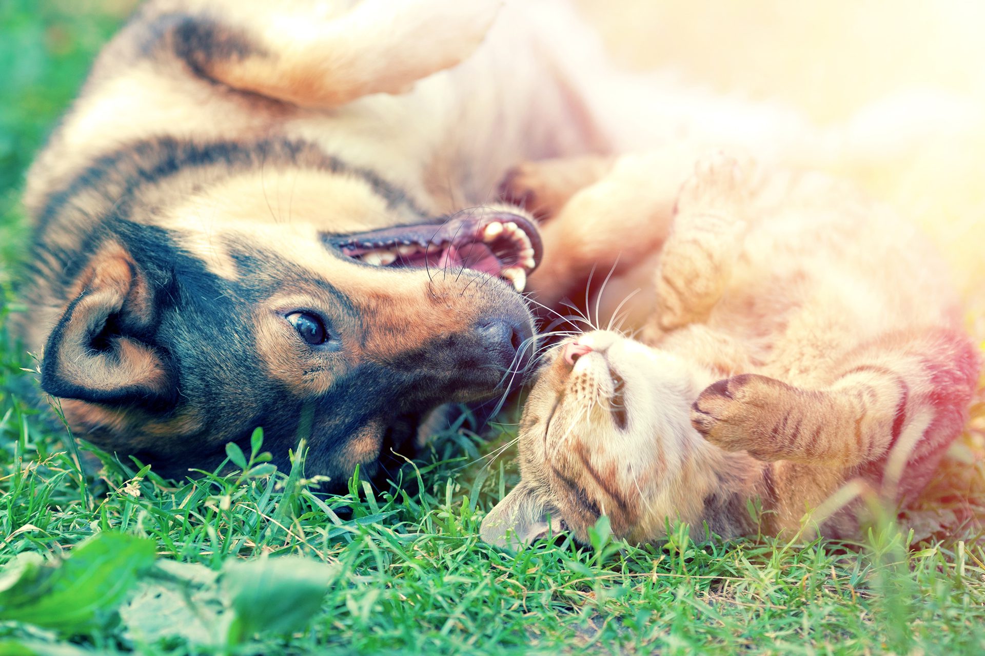Dog and cat playing with each other in the grass