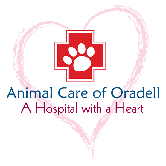 Vet Clinic in Oradell & Emerson, NJ | Animal Care of Oradell