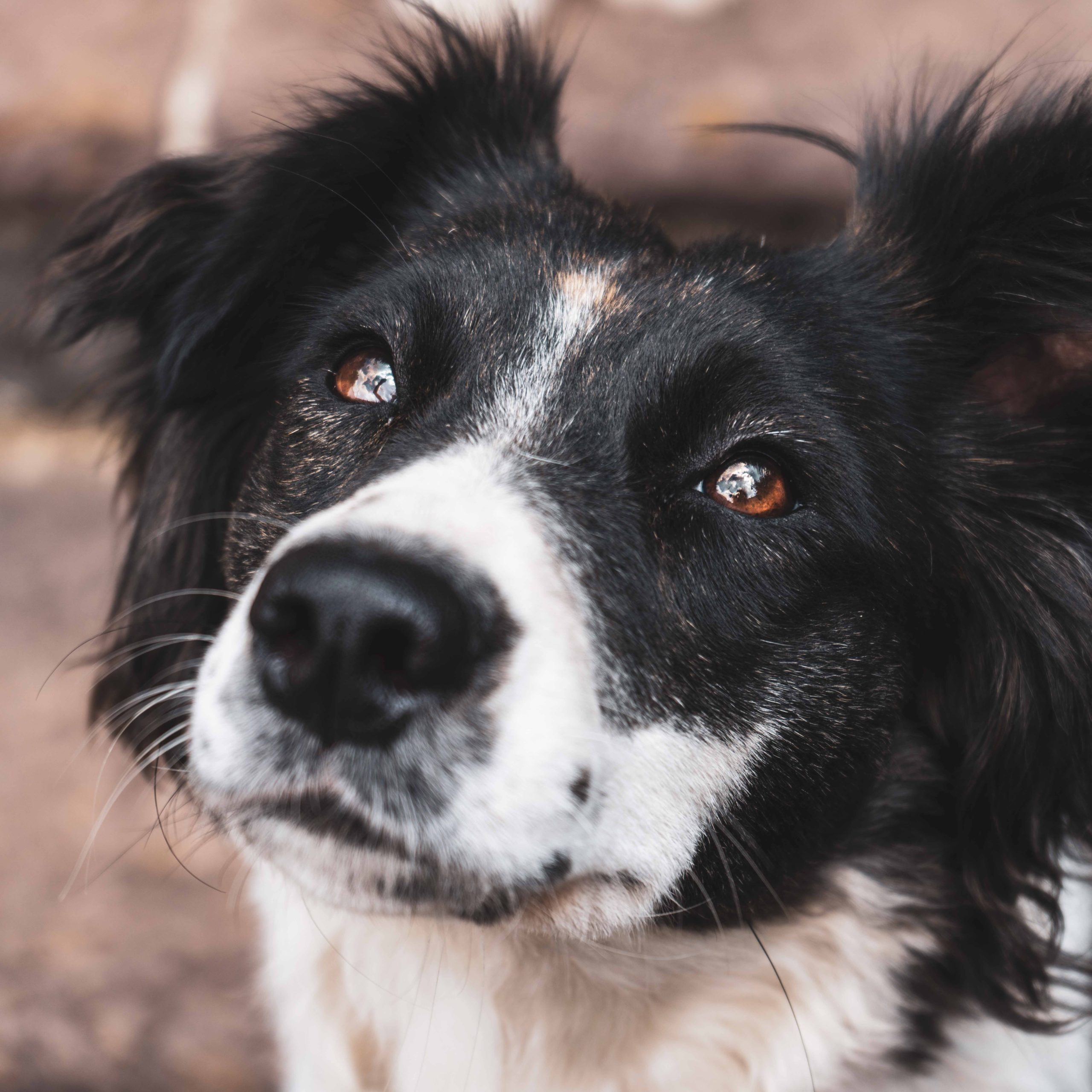 are collies nanny dogs