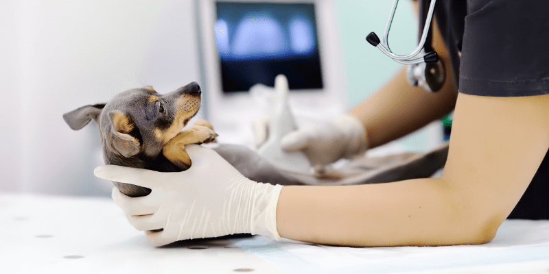 A dog getting a scan at a vet clinic