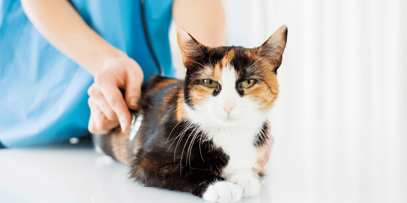 Internal Medicine | Animal Care of Oradell