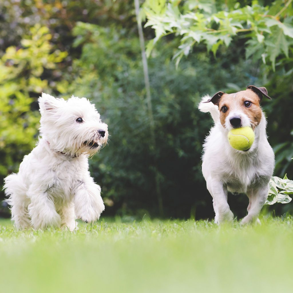 Two dogs playing with a ball. Dogs, pets, playing, ball, summer