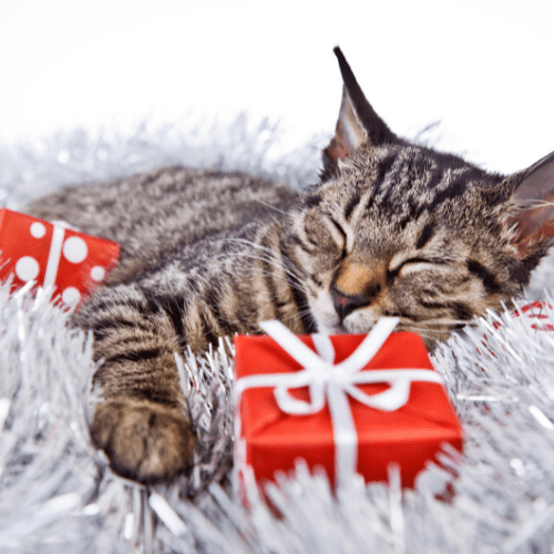 Gray cat sleeps on a fur carpet with wrapped red gift