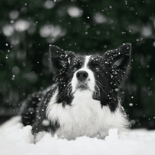 Black and white German Shepherd dog on snow