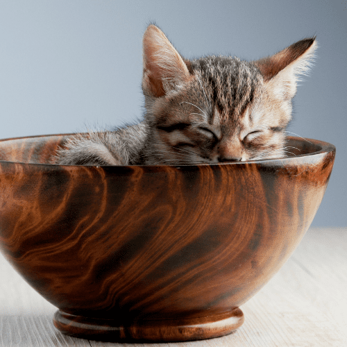 Gray kitten sleeps on a wooden bowl