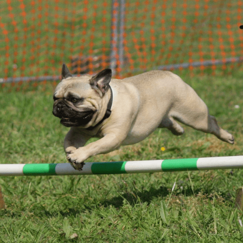 Brownish pug jumping on a training course