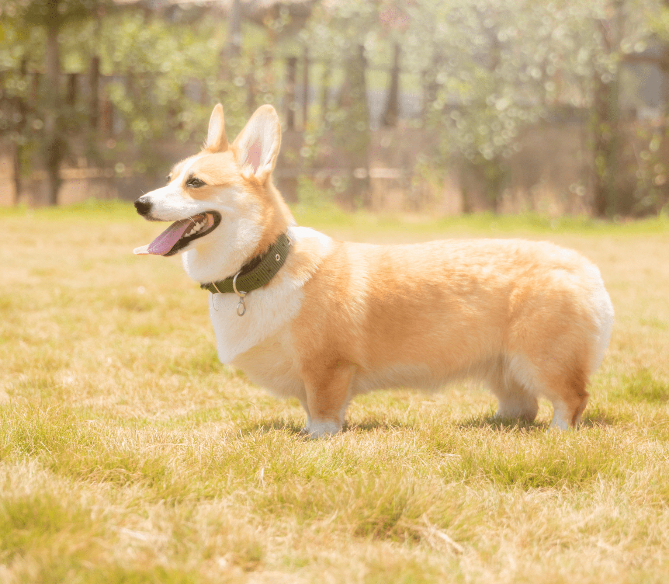 Sable color welsh corgi standing in a light grassy field facing to the left