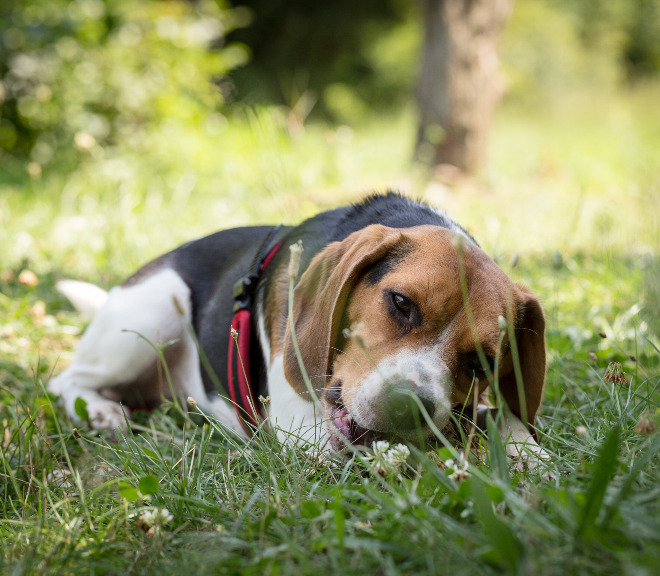 Dog with brown ears nipping on something on the grass