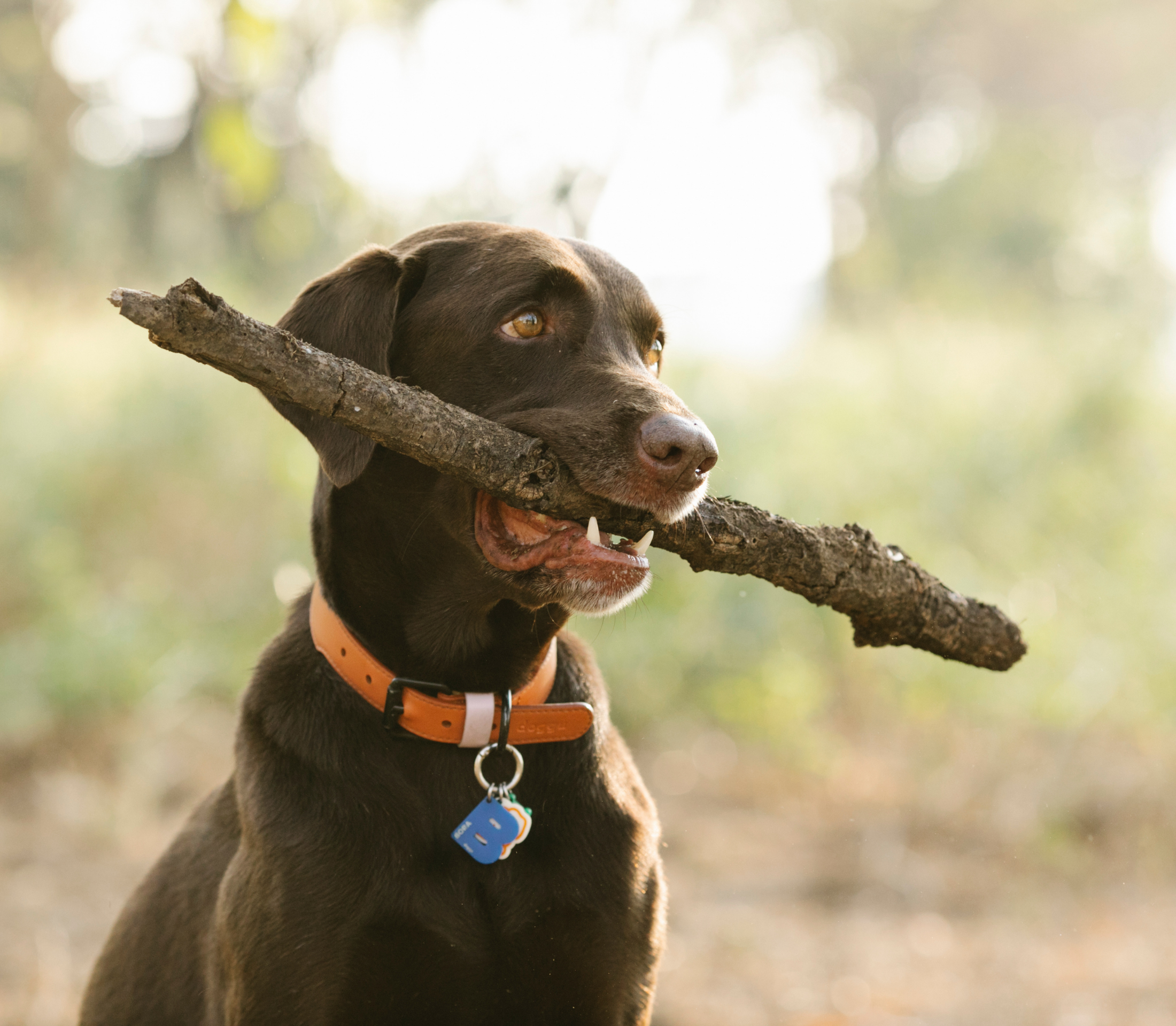 Brown Labrador with orange dog and carrying a stick on its mouth