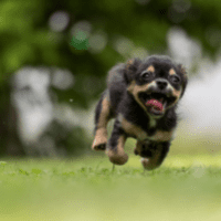 Dark gray Terrier-Chihuhua mutt running fast
