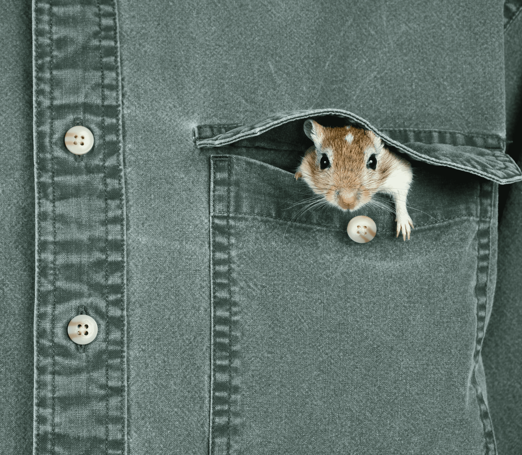 Small brown gerbill peeking from a shirt pocket