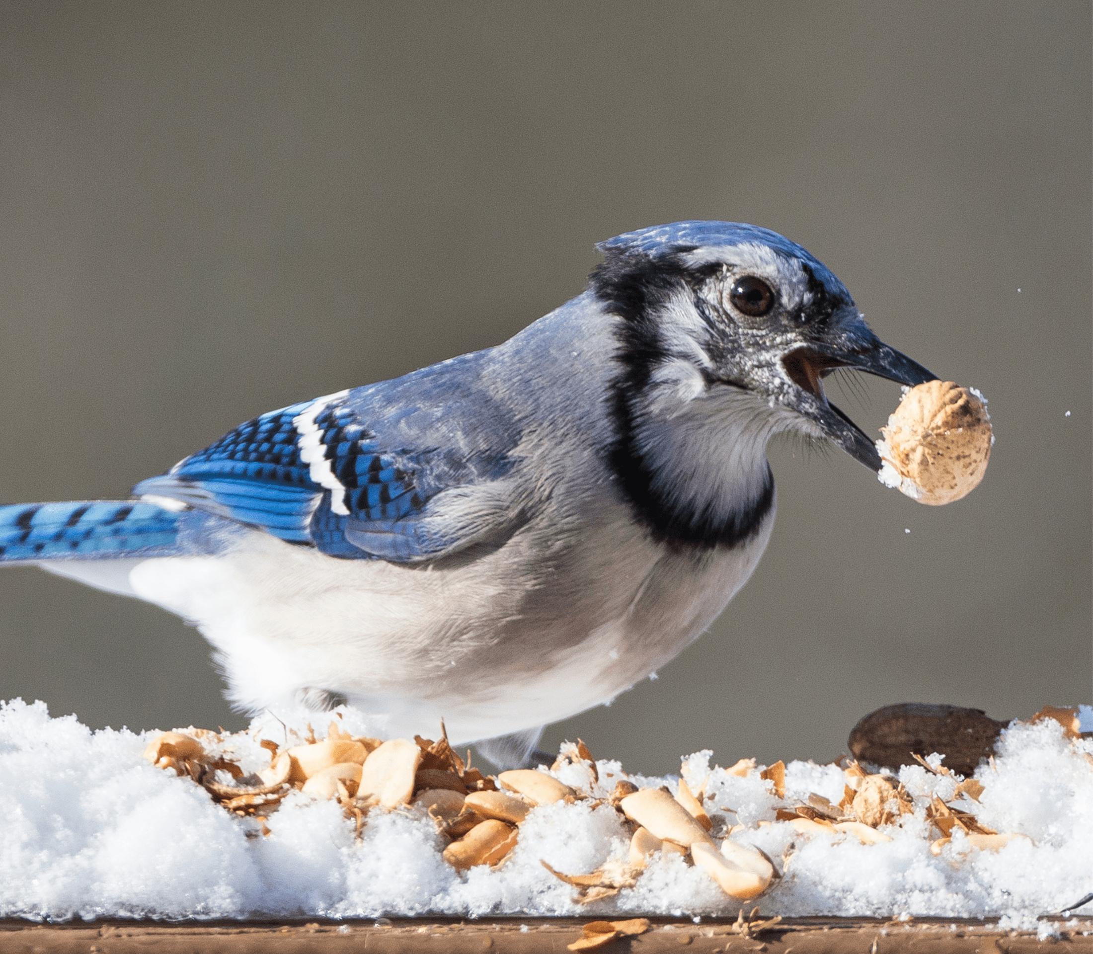 Blue bird pecking on food in the snow