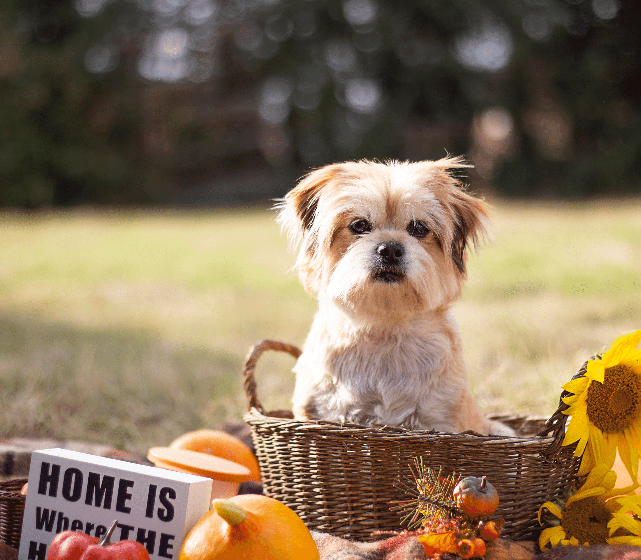 Terrier on a basket with flowers and pumpkins around