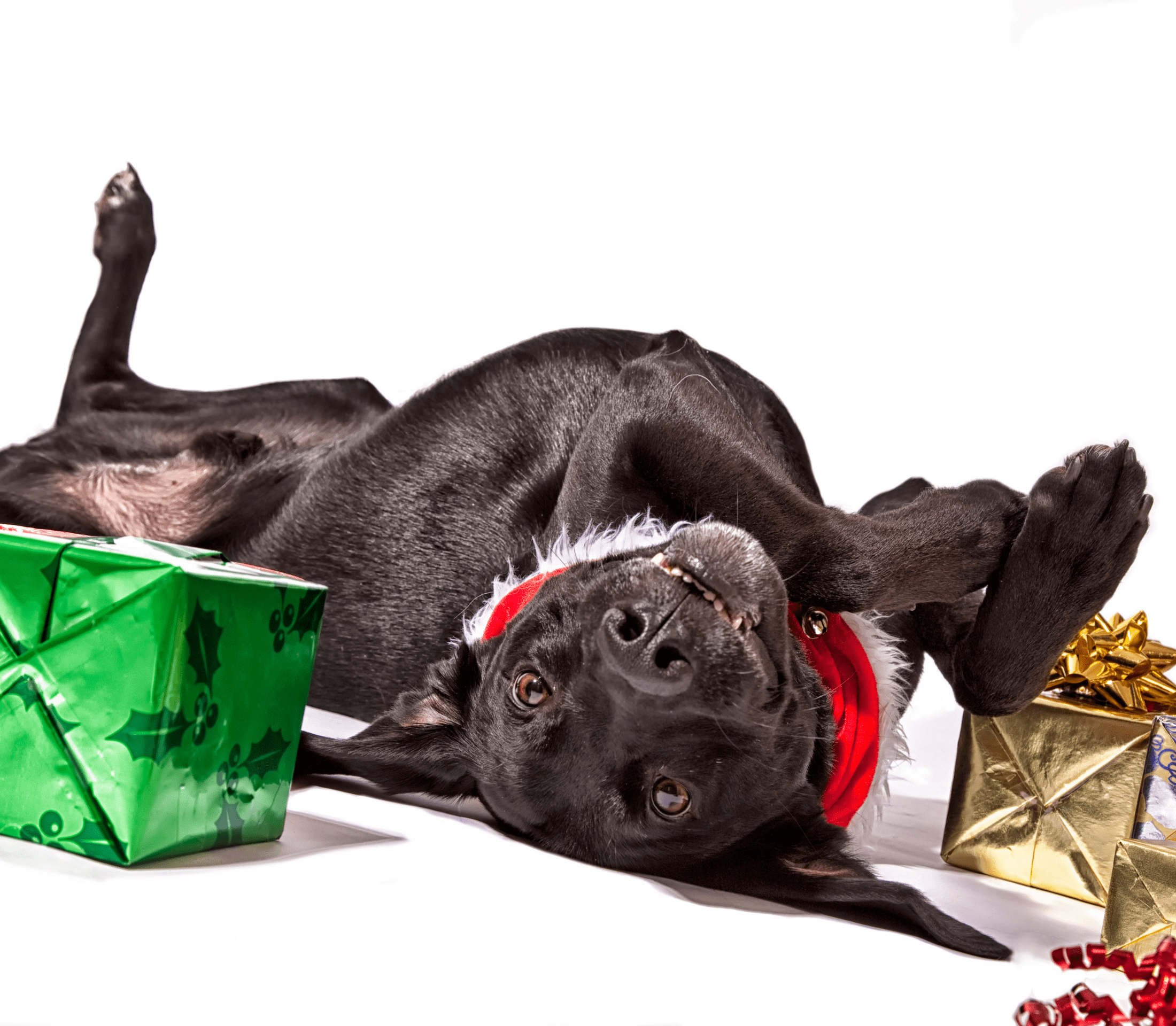 Black dog playing with green and goldern small gift boxes