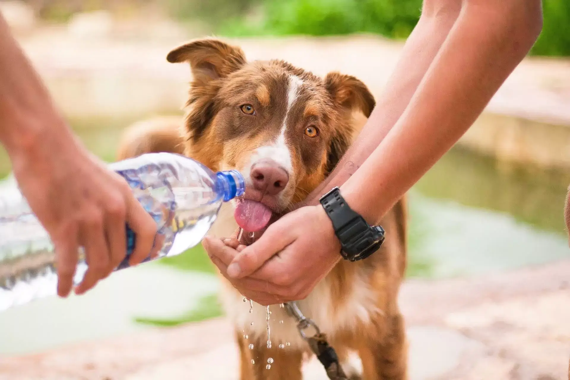 Thirsty dog being given water from a water bottle