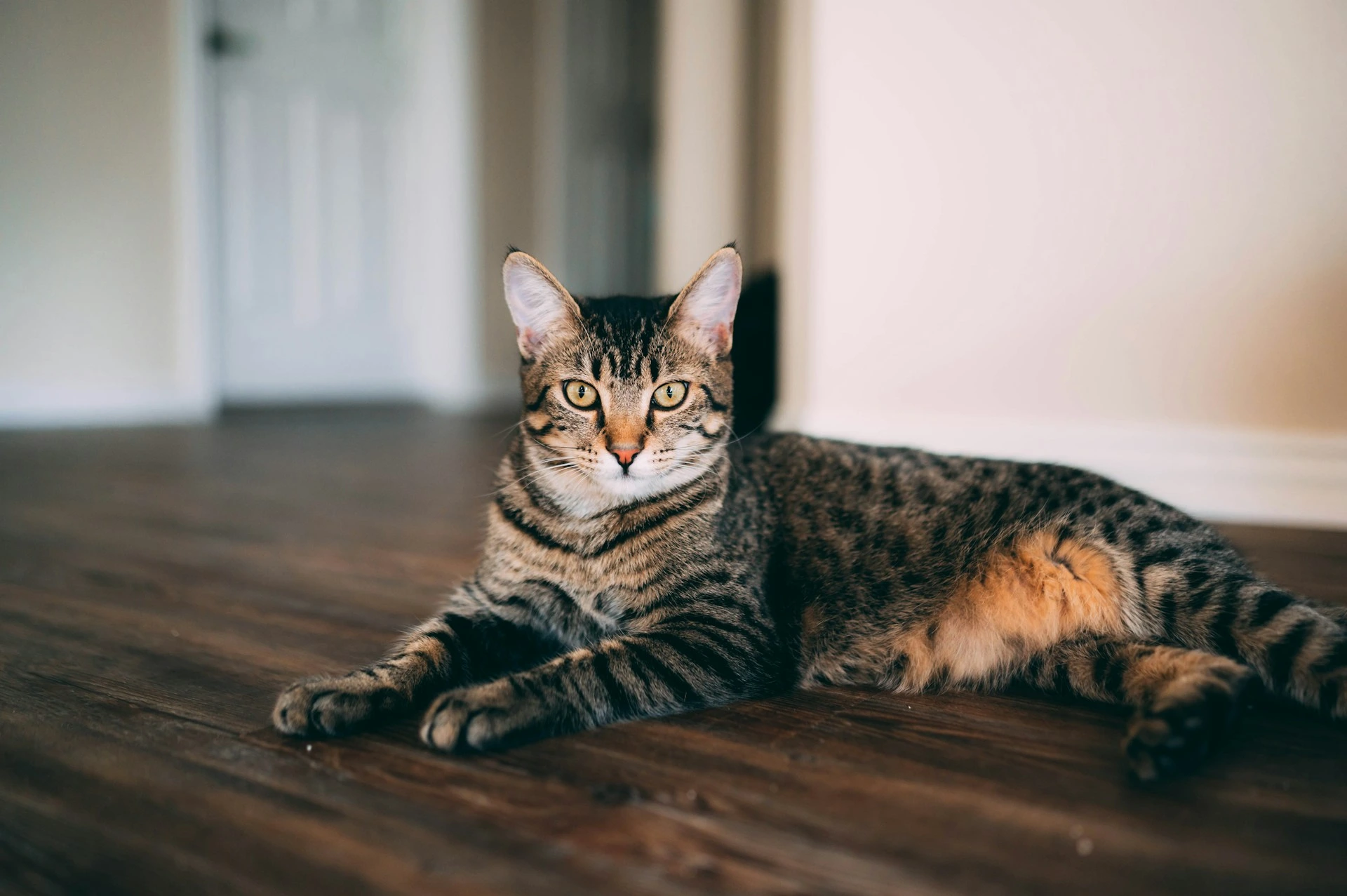 A brown tabby cat lies on a dark wood floor, looking directly at the camera.