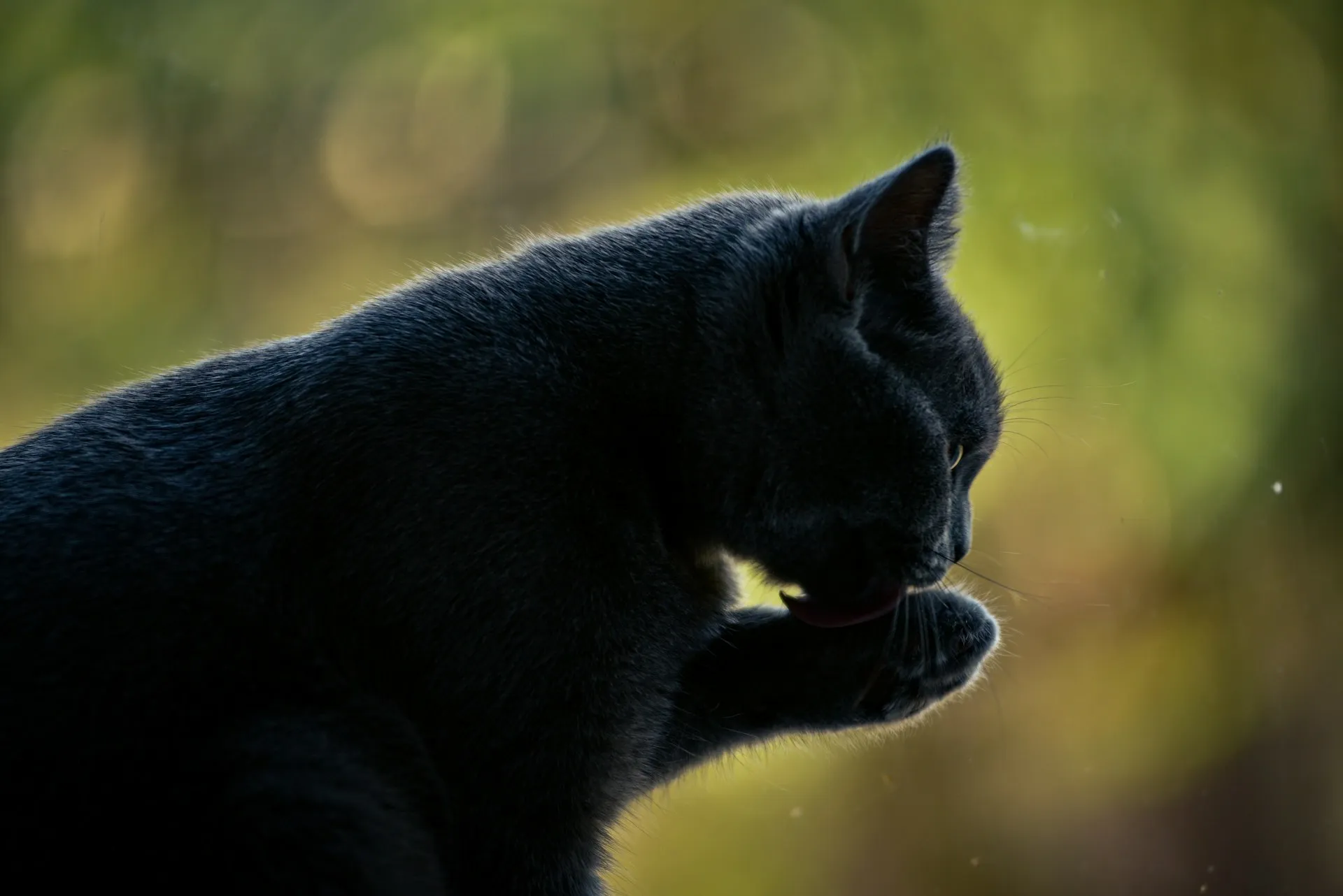 A dark grey cat licking its paw against a green blurred background.