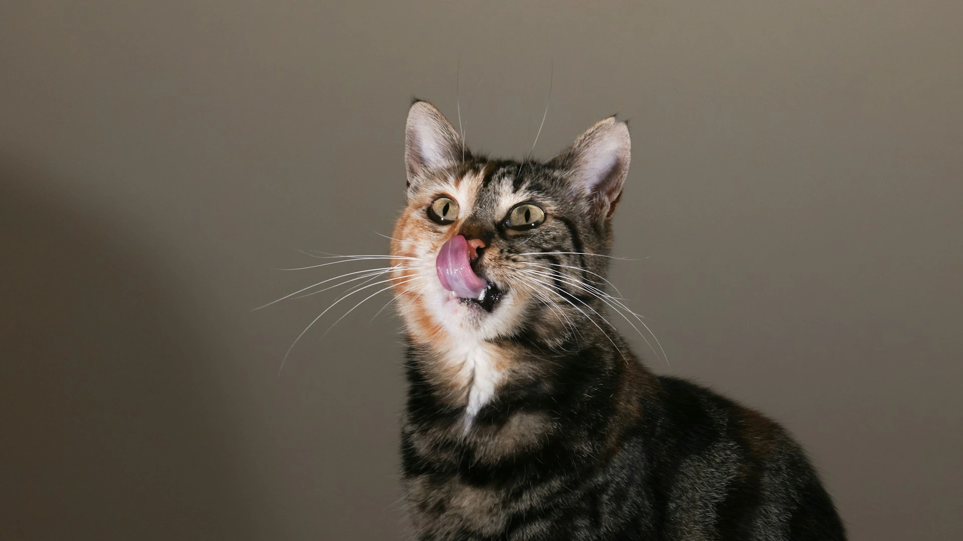 A cat looks upward while licking its nose, set against a plain grey background.