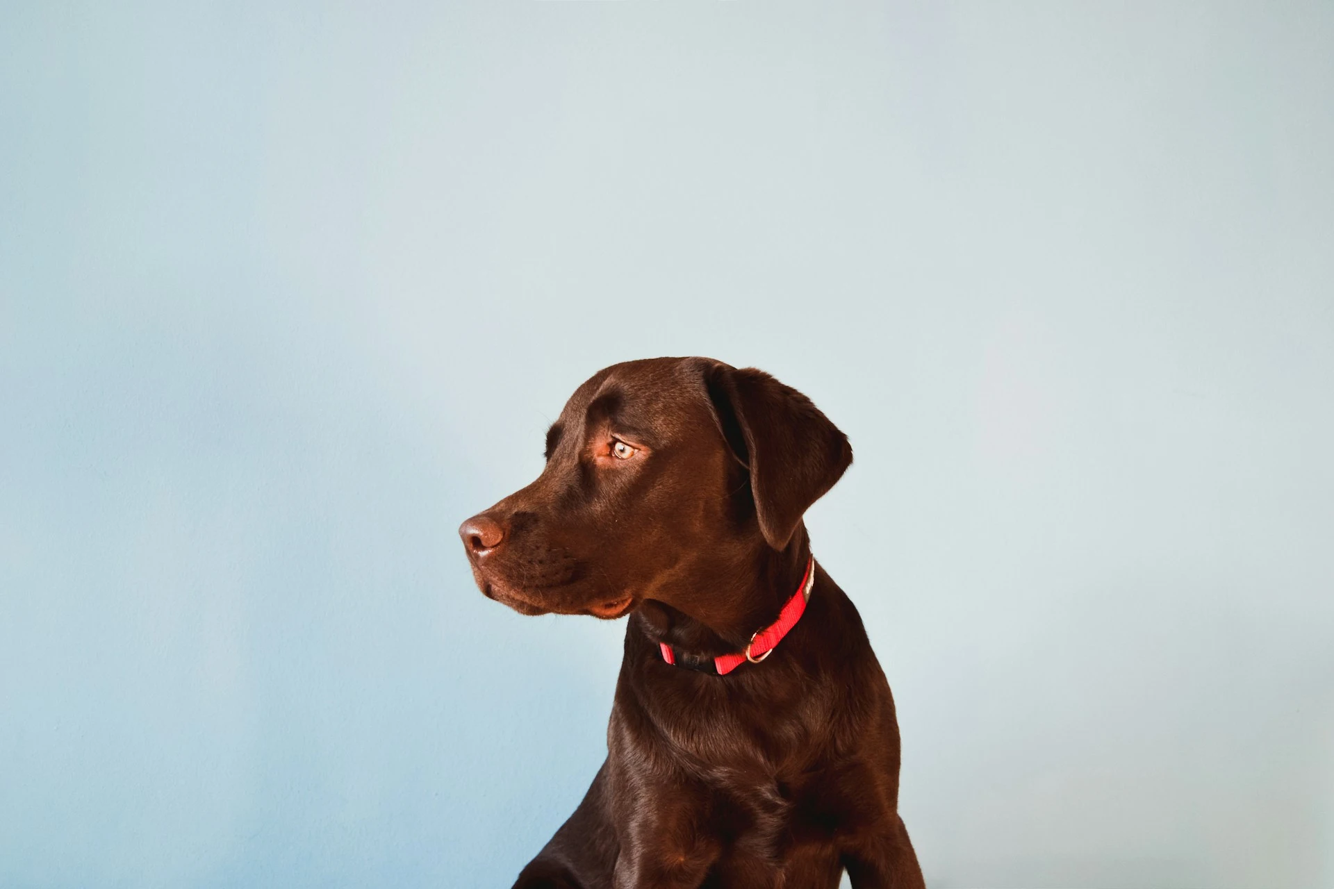 A chocolate Labrador puppy looks to the side against a light blue background.