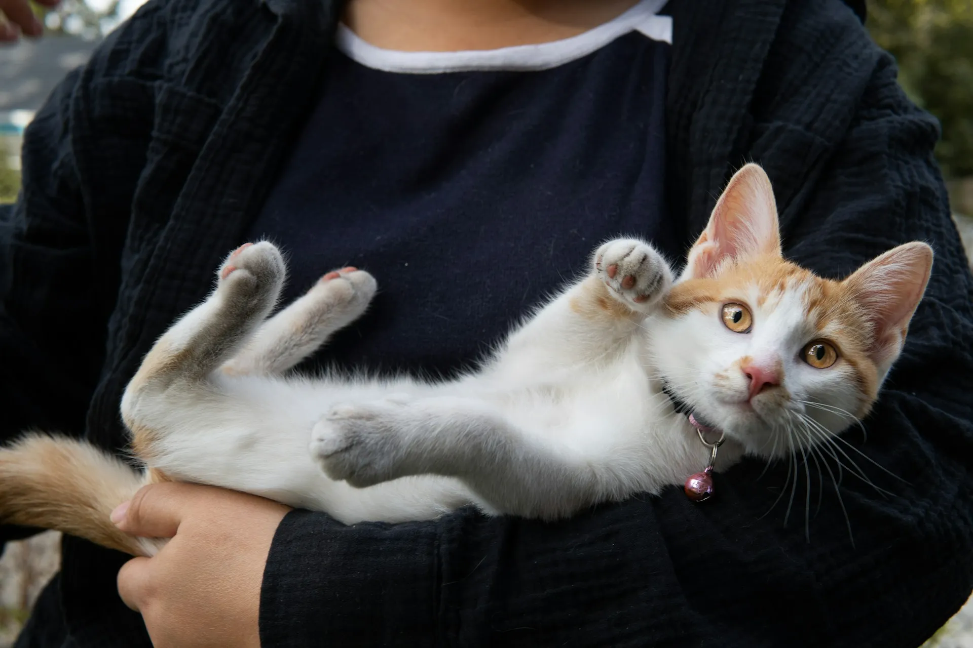 A person holds kitten in their arms, with the kitten looking up.