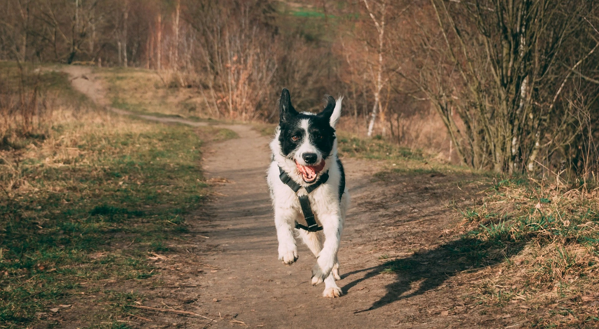 A black and white dog runs toward the camera on a dirt path in a sunny, wooded area.