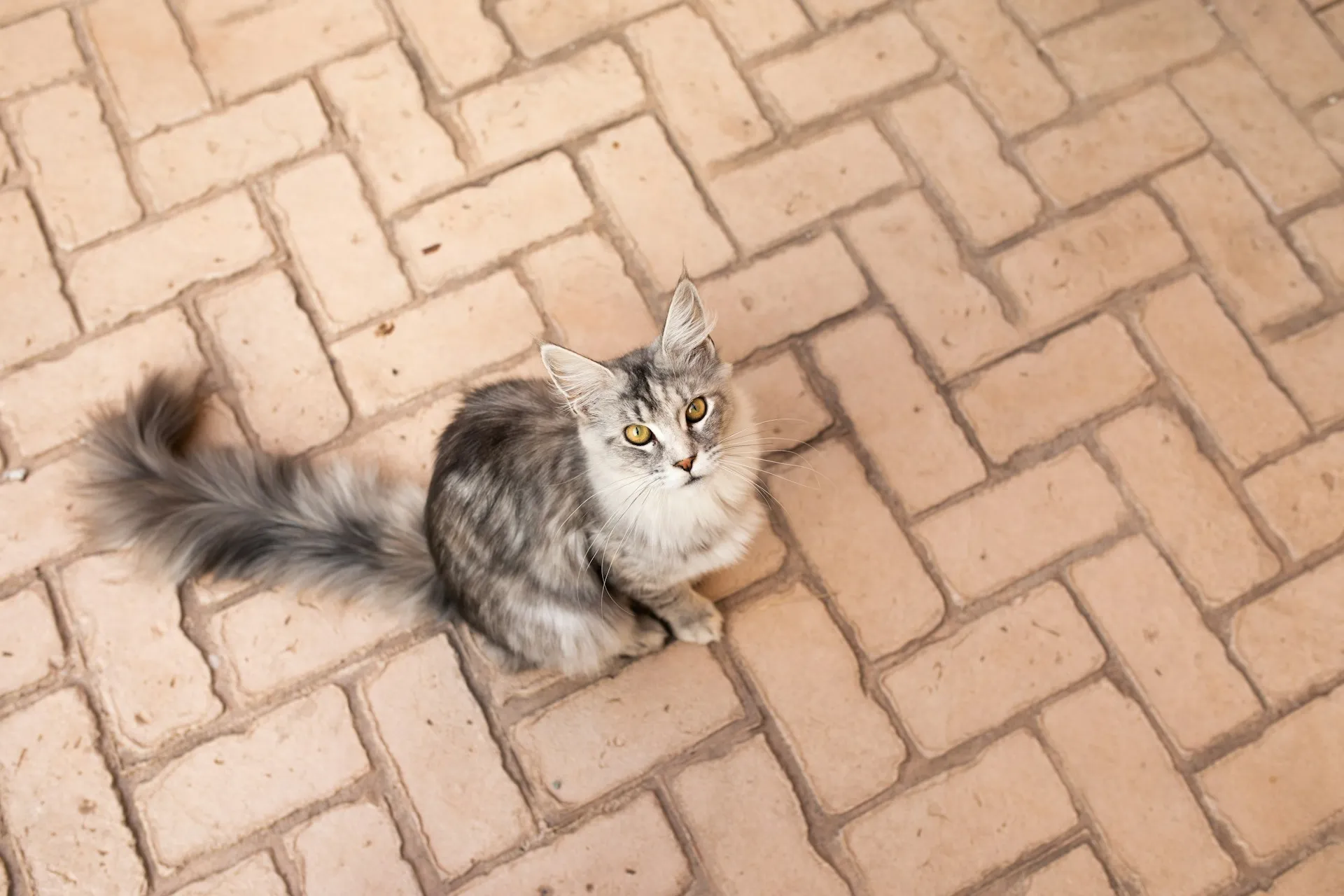 A grey tabby cat with a long, bushy tail sits on a brick patio, looking directly up at the camera.