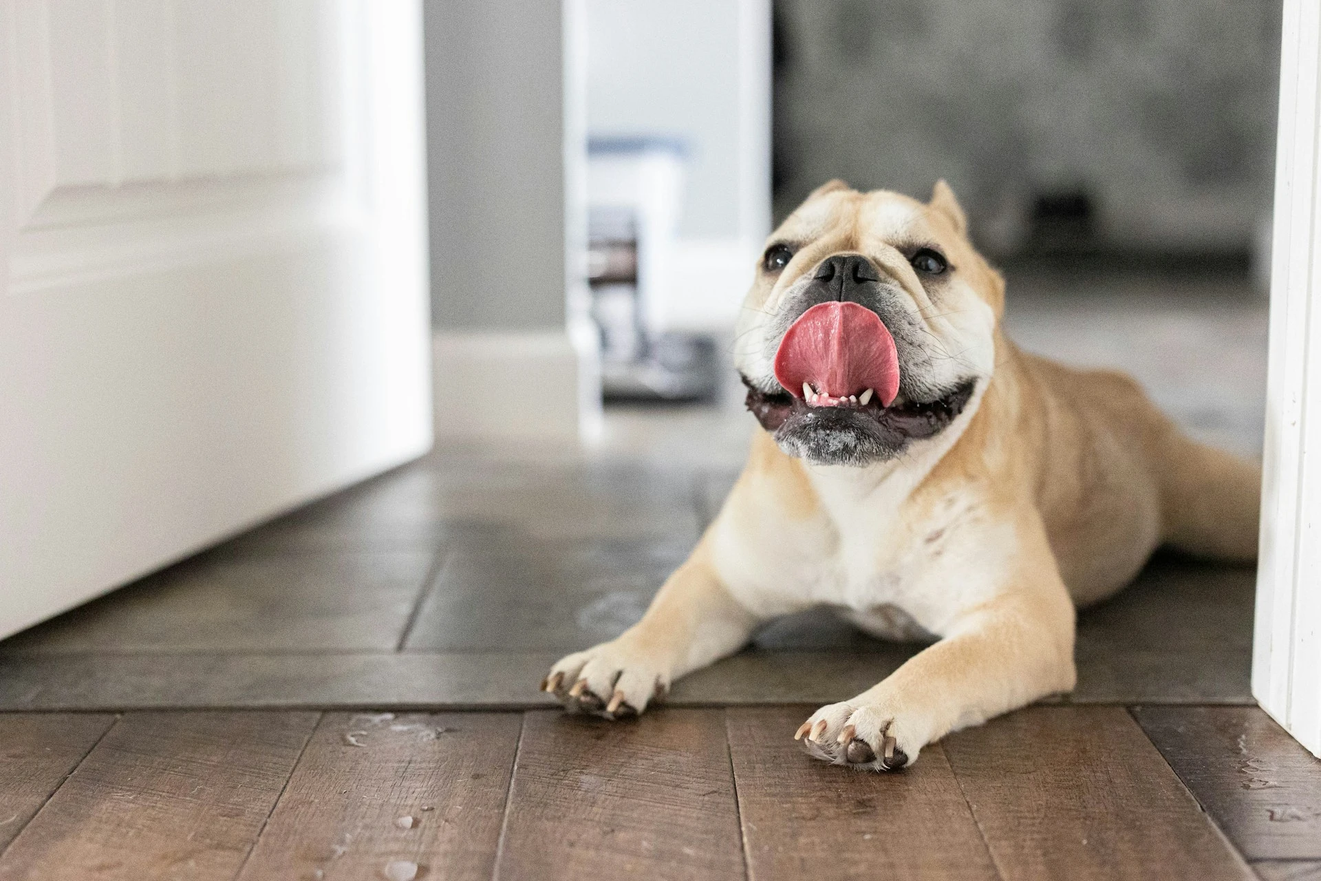 A French Bulldog lies on a dark wood floor with its tongue out.