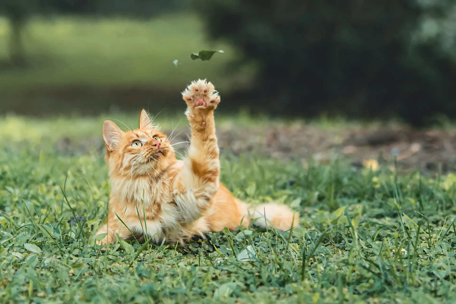A long-haired ginger cat lies in a grassy field, reaching up a small falling leaf.